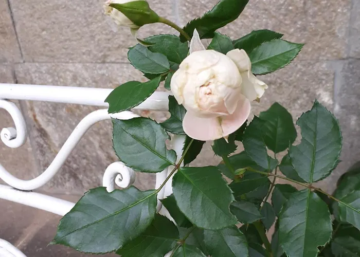 Statevi Guest 1 * Velingrad